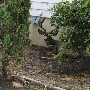 Meet your Posher, Nanette